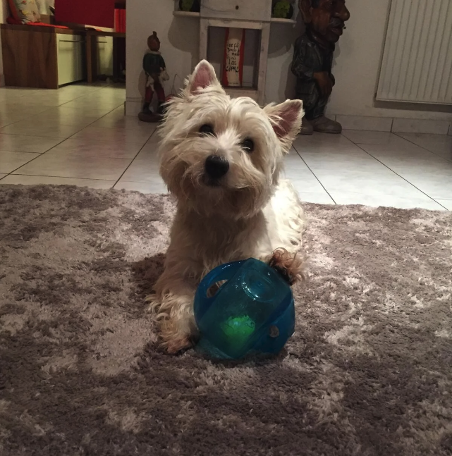 Alimentation & Petshop